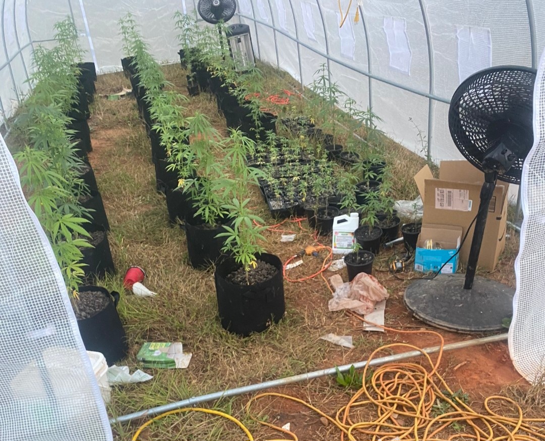 Hemp thriving inside our greenhouse.