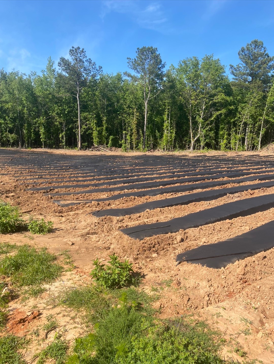 Rows laid with care for our hemp crop.
