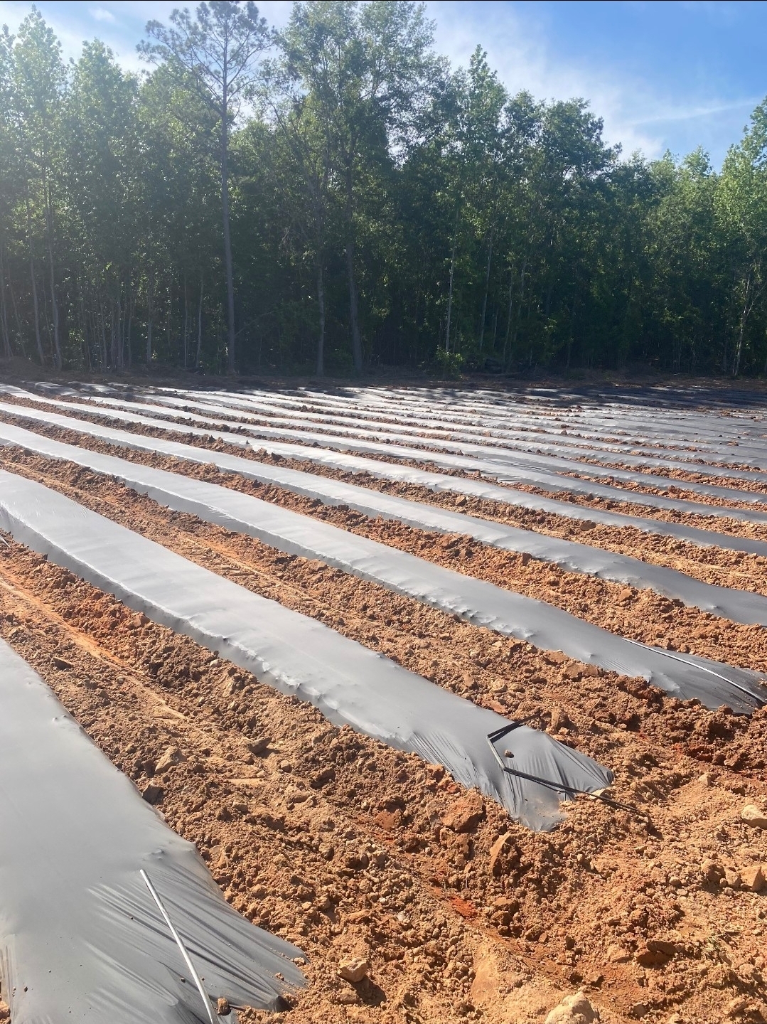 Rows are in order and ready for planting.