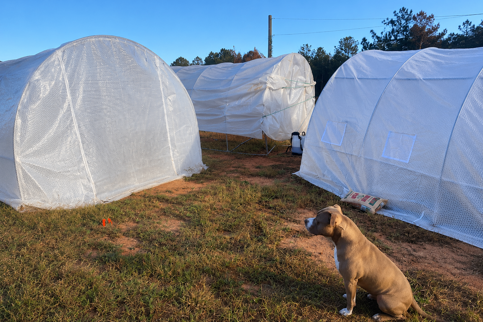 Our greenhouses standing ready at sunrise — watched over by the farm pup.