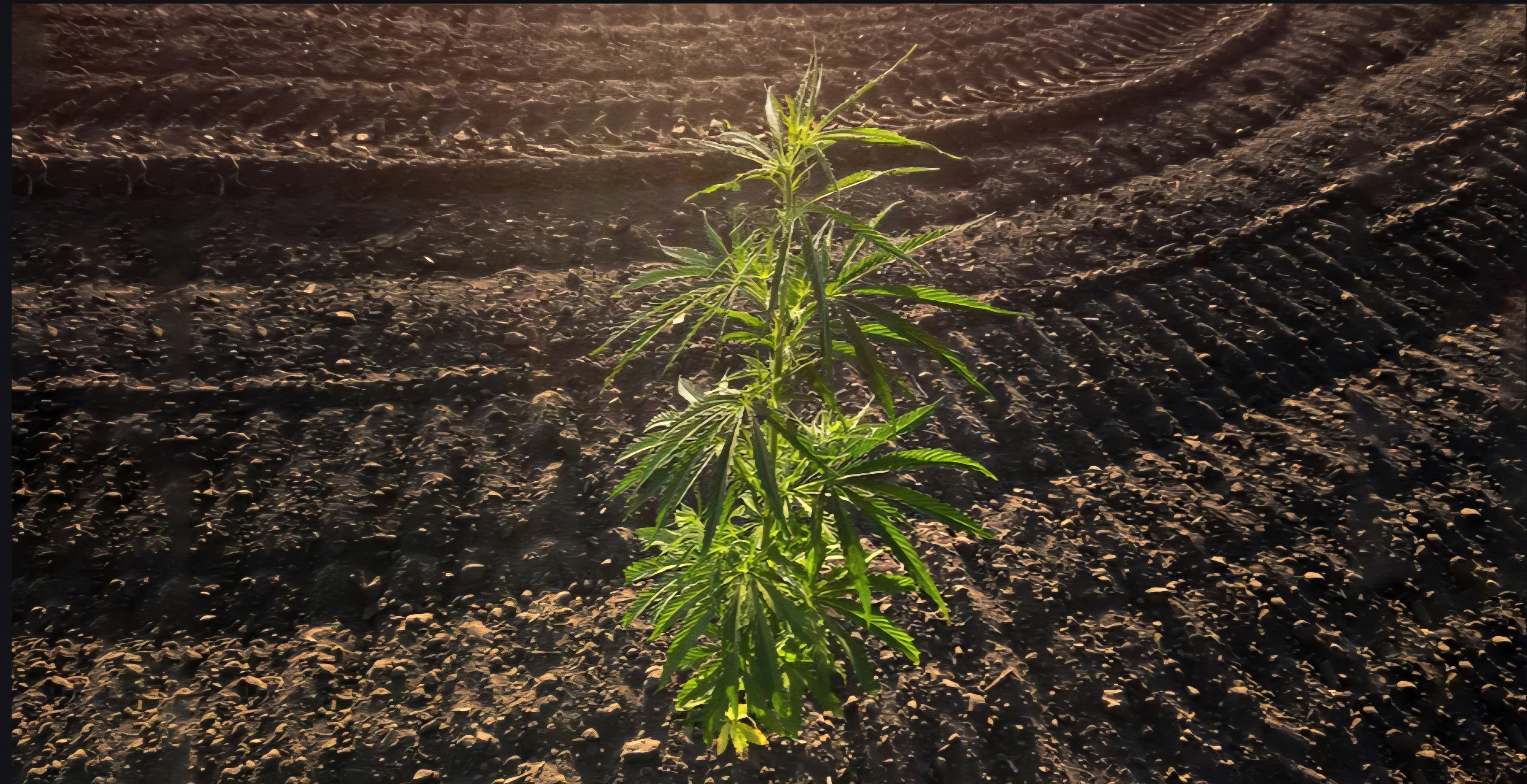 A young hemp plant taking root